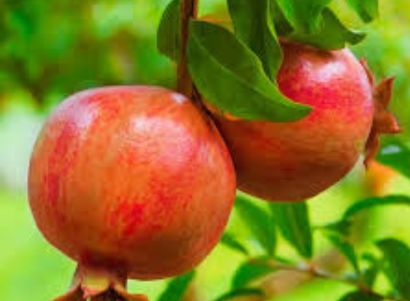 Pomegranate